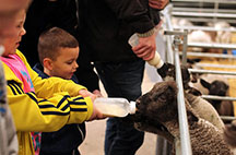 big sheep little cow farm attraction